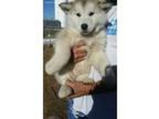 Alaskan Malamute Puppy for sale in Wiggins, CO, USA