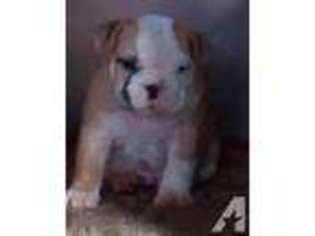Bulldog Puppy for sale in WINTON, CA, USA