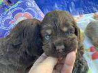 Cocker Spaniel Puppy for sale in Ringling, OK, USA
