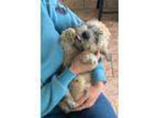Dandie Dinmont Terrier Puppy for sale in Sapulpa, OK, USA