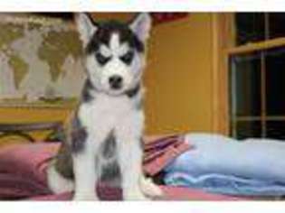 Siberian Husky Puppy for sale in Lapeer, MI, USA