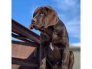 Labrador Retriever Puppy for sale in Hinckley, MN, USA