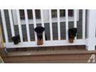 Rottweiler Puppy for sale in HERMISTON, OR, USA