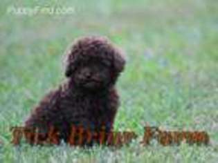 Mutt Puppy for sale in Laurens, SC, USA
