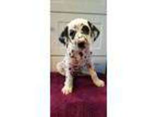 Dalmatian Puppy for sale in Spring Hope, NC, USA