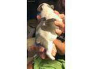 French Bulldog Puppy for sale in Brush Creek, TN, USA