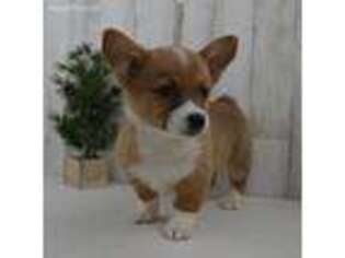 Pembroke Welsh Corgi Puppy for sale in Lovington, IL, USA