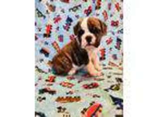 Bulldog Puppy for sale in Tishomingo, OK, USA