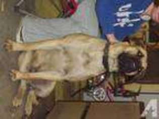 Bullmastiff Puppy for sale in HURDLE MILLS, NC, USA
