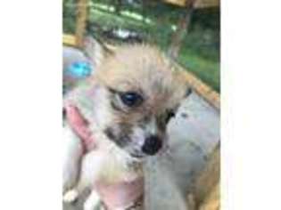 Pembroke Welsh Corgi Puppy for sale in Starkville, MS, USA