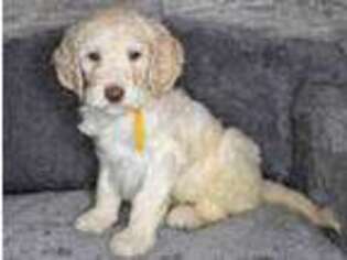 Goldendoodle Puppy for sale in Pella, IA, USA