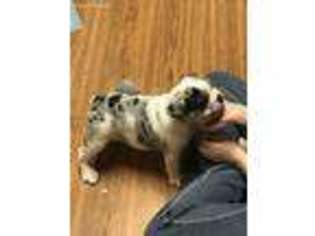 Bulldog Puppy for sale in Perkins, OK, USA