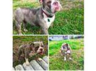 Olde English Bulldogge Puppy for sale in Loudon, NH, USA