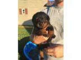 Rottweiler Puppy for sale in Midland, OH, USA