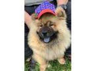 Chow Chow Puppy for sale in Walnut Cove, NC, USA