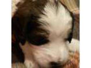 Mutt Puppy for sale in Archbold, OH, USA