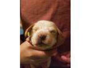 Basset Hound Puppy for sale in Lovington, NM, USA