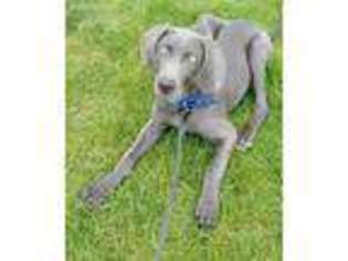 Weimaraner Puppy for sale in Fishers, IN, USA