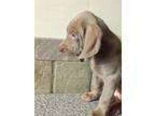 Weimaraner Puppy for sale in Perry, MO, USA
