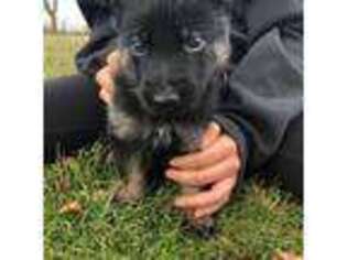 German Shepherd Dog Puppy for sale in Brockport, NY, USA