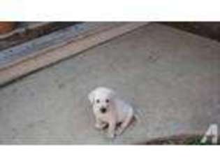 Labrador Retriever Puppy for sale in OLIVEHURST, CA, USA