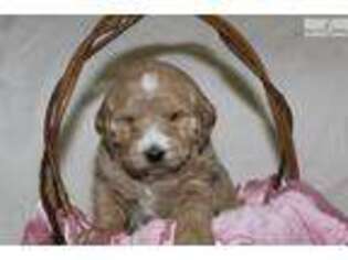 Goldendoodle Puppy for sale in Lexington, KY, USA