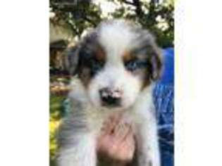 Australian Shepherd Puppy for sale in Killeen, TX, USA