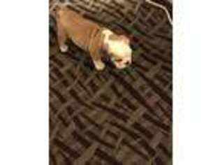 Bulldog Puppy for sale in Suffolk, VA, USA