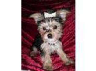 Yorkshire Terrier Puppy for sale in Gaffney, SC, USA