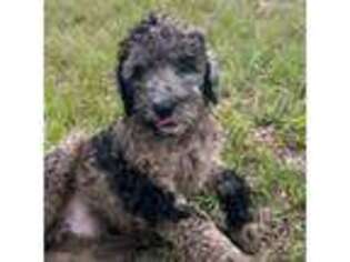 Goldendoodle Puppy for sale in Mayo, FL, USA