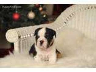 Bulldog Puppy for sale in Greenville, KY, USA