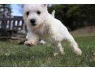 West Highland White Terrier Puppy for sale in New Orleans, LA, USA