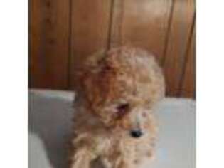 Mutt Puppy for sale in Ragland, AL, USA