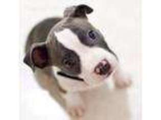 American Staffordshire Terrier Puppy for sale in Kettle Falls, WA, USA