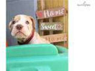 Alapaha Blue Blood Bulldog Puppy for sale in Unknown, , USA