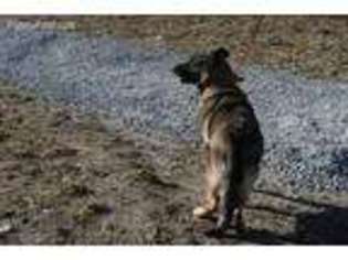 German Shepherd Dog Puppy for sale in Montgomery, MI, USA