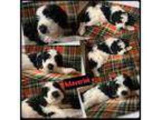 Mutt Puppy for sale in Dayton, NV, USA
