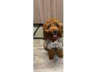 Cavapoo Puppy for sale in Windermere, FL, USA