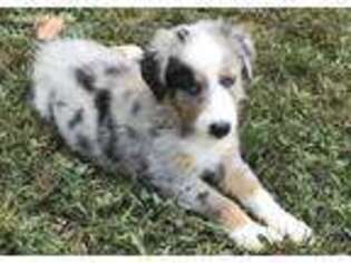 Australian Shepherd Puppy for sale in Chilmark, MA, USA