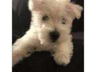 West Highland White Terrier Puppy for sale in Los Angeles, CA, USA
