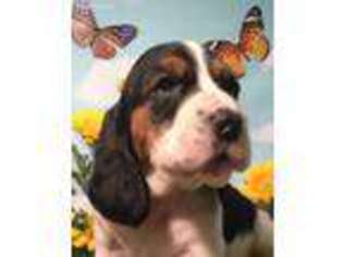 Basset Hound Puppy for sale in Simi Valley, CA, USA