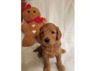 Goldendoodle Puppy for sale in Dunkirk, MD, USA