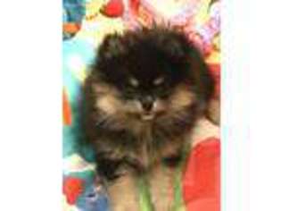 Pomeranian Puppy for sale in Conesus, NY, USA