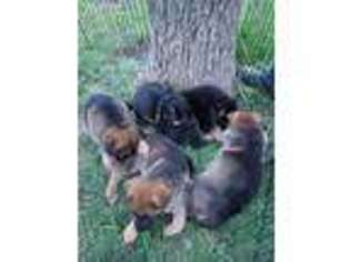 German Shepherd Dog Puppy for sale in Perrin, TX, USA
