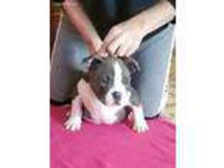Mutt Puppy for sale in Athens, TX, USA