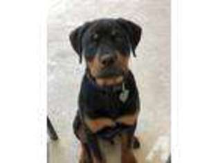 Rottweiler Puppy for sale in HOMOSASSA, FL, USA