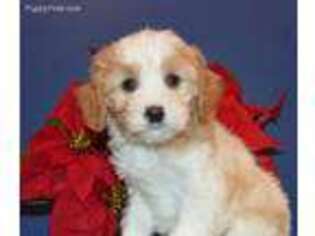Cavapoo Puppy for sale in Celina, OH, USA