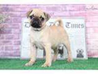 Pug Puppy for sale in Baltimore, MD, USA