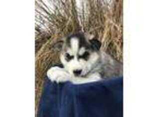 Siberian Husky Puppy for sale in Columbia, PA, USA