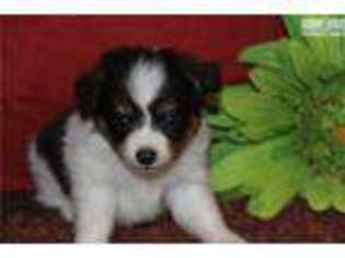 Miniature Australian Shepherd Puppy for sale in Moses Lake, WA, USA